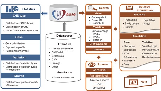Overview of the framework of CHDbase CHD, congenital heart disease; SNV, single nucleotide variant; Indel, insertion-deletion variant; CNV, copy number variation; ID, identity document; HGVSc, the Human Genome Variation Society expressions at the cDNA level; HGVSp, the Human Genome Variation Society expressions at the protein level; PTM, posttranslational modification; GO, Gene Ontology; MAF, minor allele frequency.