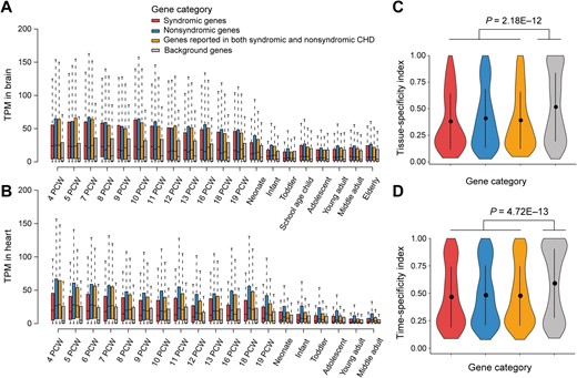 The expression profiles of CHD-related genes A. and B. Boxplots showing the expression levels for three categories of CHD-related genes in the brain (A) and heart (B) across different developmental time points. C. and D. Violin plot showing the difference between CHD-related genes and background genes in tissue-specificity (C) and time-specificity (D). The P values were obtained with Mann–Whitney U test. In all panels, CHD-related genes are classified into three categories: syndromic genes (red, n = 115), nonsyndromic genes (blue, n = 597), and genes reported in both syndromic and nonsyndromic CHD (orange, n = 414). A non-CHD gene set (n = 1124) was randomly selected as the background (gray). TPM, transcripts per million; PCW, post-conception week.