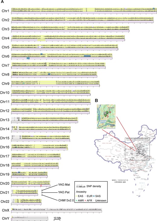 Overview of T2T-YAO and its ancestry A. Comparison of the ancestry markers of the T2T-YAO and CHM13v2.0 reference genomes. Each set of chromosomes includes a maternal haplotype of YAO (YAO.Mat, top), a paternal haplotype of YAO (YAO.Pat, middle), and CHM13 (bottom). All feature regions are lifted over to CHM13, and mitochondrial DNA is not shown due to its short length relative to the large scale. Chromosomal regions are colored according to their ancestry prediction (EAS, EUR, SAS, AMR, and African) and overlaid with the density of SNPs against CHM13 indicated by black vertical bars. B. Map of the sampling site and the routes of Hongtong migration in the Ming Dynasty. Insert shows the sampling site of T2T-YAO (a) and the adjacent ruins of Emperor YAO’s capital (b). T2T, telomere-to-telomere; CHM, complete hydatidiform mole; Chr, chromosome; SNP, single-nucleotide polymorphism; Mat, maternal; Pat, paternal; EAS, East Asian; EUR, European; SAS, South Asian; AMR, Admixed American; AFR, African.