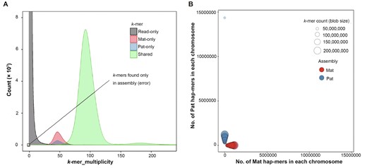 The quality of the diploid T2T-YAO assembly A. The spectrum plots of k-mers in assembly and reads for the evaluation of assembly error and completeness. The distributions of k-mers present in the reads and Mat/Pat assemblies are separately colored. The X-axis represents the k-mer_multiplicity, which means the number of times a k-mer occurs in the read set. The k-mers at the left end of the X-axis with zero multiplicity in reads are erroneous ones found only in assemblies. Read-only means k-mers found only in reads; Shared means k-mers shared by Mat/Pat assemblies. B. Hap-mer blob plot of the T2T-YAO assembly. Mat and Pat assemblies are represented in red and blue, respectively. The numbers of Mat and Pat hap-mers in each chromosome are plotted as pink and blue blobs, respectively, and the blob size is proportional to the number of total k-mers of each chromosome.