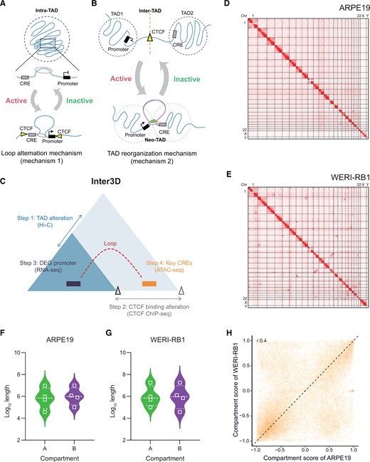 Capture of inter-TAD and intra-TAD contacts with the Inter3D pipeline