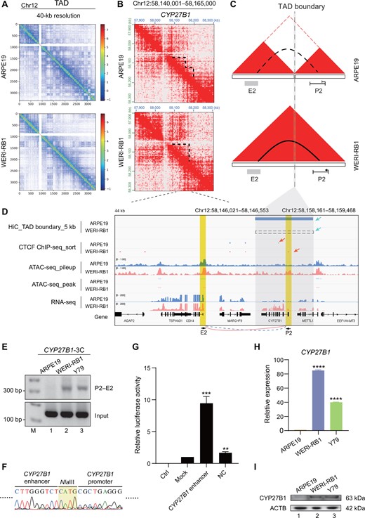 TAD fusion contributes to chromosomal looping in the CYP27B1 locus