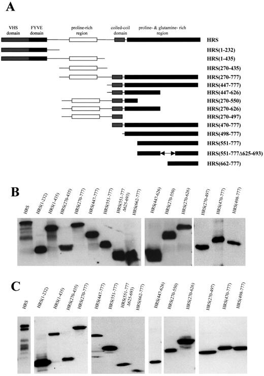 Figure 1. Generation of truncated HRS fragments. (A) Truncated human HRS fragments were generated by PCR to serially delete the predicted protein–protein binding domains. All fragments were cloned into the pcDNA3.myc-tagged vector. (B) The expression of these fragments was detected by in vitro transcription and translation, separation by SDS–PAGE, and western blotting with mouse anti-c-myc monoclonal antibody. (C) The in vivo expression was demonstrated by transiently transfecting fragments into RT4 rat schwannoma cells, separation by SDS–PAGE, and western blotting with c-myc antibodies.