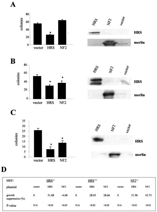 Figure 5. HRS is required for merlin growth suppression. (A) HRS or merlin was transiently transfected into HRS-deficient fibroblasts (Hrs−/− MEFs). Re-introduction of HRS into HRS deficient cells reduces cell growth, whereas merlin has no effect. The right panel shows the overexpression of HRS or merlin in HRS deficient MEFs. (B) Both HRS and merlin suppress Hrs+/+ MEF growth. The right panel shows the overexpression of HRS or merlin in Hrs+/+ MEFs. (C) Both HRS and merlin can suppress Nf 2−/− MEF growth. The right panel shows the overexpression of HRS or merlin in Nf 2−/− MEFs. The results from these experiments are tabulated in (D). Asterisks denote statistically significant growth suppression.