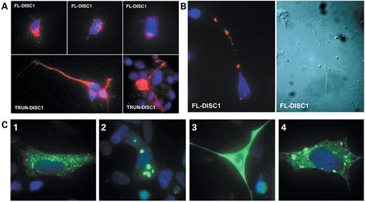 Figure 1. DISC1 protein distribution is altered by truncation. Human NT2N neurons were infected with a Sindbis virus vector containing epitope tagged FL-DISC1 or TRUN-DISC1. (A) DISC1 immunoreactivity is detected with Texas Red, nuclei visualized with DAPI (blue). FL-DISC1 has a punctate perinuclear localization, while TRUN-DISC1 has a diffuse cytoplasmic distribution. (B) FL-DISC1 (red) is present as punctate foci in neurites in infected NT2N neurons. (C) Similar distributions are seen in transiently transfected SH-SY5Y human neuroblastoma cells. GFP tagged DISC1 is green, nuclei blue. (C1) The majority of cells show FL-DISC1-GFP (green) localized in fine punctate structures, but a few cells showed FL-DISC1-GFP localized in large punctate structures. (C2) By contrast, in most TRUN-DISC1-GFP transfected cells, DISC1 fluorescence shows a diffuse staining pattern (C3). In a small minority of TRUN-DISC1-GFP cells, DISC1 is localized in fine punctate structures (C4).