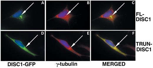 Figure 2. DISC1 localizes to centrosomes. (A–F) SH-SY5Y human neuroblastoma cells were transiently transfected with FL-DISC1-GFP or TRUN-DISC1-GFP and stained with anti-γ-tubulin antibody. DISC1 protein is in green and γ-tubulin is immunostained in red. Nuclei are labeled with DAPI in blue. FL-DISC1-GFP (A) co-localizes with γ-tubulin (B) as seen in the merged image in yellow fluorescence (C). TRUN-DISC1-GFP (D) also co-localizes with γ-tubulin in the centrosome (E) as seen in yellow fluorescence in the merged image (F), but combined fluorescence is also distributed diffusely throughout the cell. (G) Both FL-DISC1 and TRUN-DISC1 are present in the centrosomal factions of stably transfected SH-SY5Y cell lines. Cell extracts were run over sucrose gradients and fractionated, and centrosome fractions identified by western blot using antibodies to the centrosomal proteins γ-tubulin and pericentrin, and the DISC1 V5 epitope.