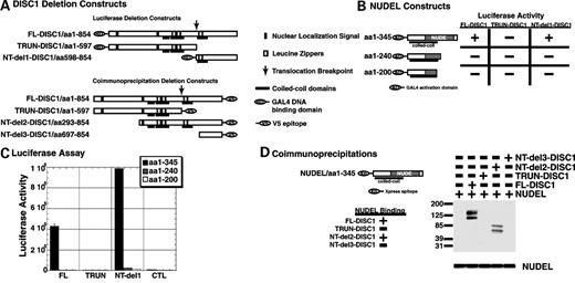 Figure 3. DISC1 interacts with NUDEL in transiently transfected HEK-393 cells. (A) DISC1 deletion constructs used in luciferase and coimmunoprecipitation assays. (B) NUDEL constructs used in luciferase assay, and summary of luciferase assay results with each construct. (C) Luciferase assay data. (D) DISC1 deletion expression constructs used in coimmunoprecipitation assays and a summary of their binding to NUDEL. (E–K), DISC1 co-localizes with NUDEL in cells. SH-SY5Y human neuroblastoma cells were transiently transfected with DISC1-GFP and NUDEL-Xpress. DISC1 protein is visualized in green, NUDEL in red, nuclei in blue.