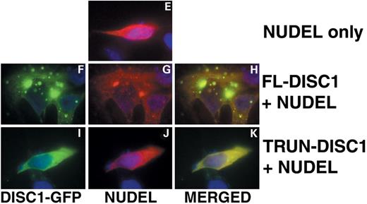 Figure 3. DISC1 interacts with NUDEL in transiently transfected HEK-393 cells. (A) DISC1 deletion constructs used in luciferase and coimmunoprecipitation assays. (B) NUDEL constructs used in luciferase assay, and summary of luciferase assay results with each construct. (C) Luciferase assay data. (D) DISC1 deletion expression constructs used in coimmunoprecipitation assays and a summary of their binding to NUDEL. (E–K), DISC1 co-localizes with NUDEL in cells. SH-SY5Y human neuroblastoma cells were transiently transfected with DISC1-GFP and NUDEL-Xpress. DISC1 protein is visualized in green, NUDEL in red, nuclei in blue.