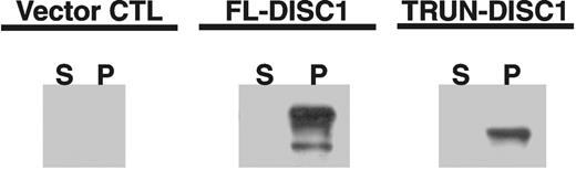 Figure 4. DISC1 binds to microtubules in a microtubule spin down assay. Extracts from stably transfected SH-SY5Y cells were used. S, supernatant; P, pellet.