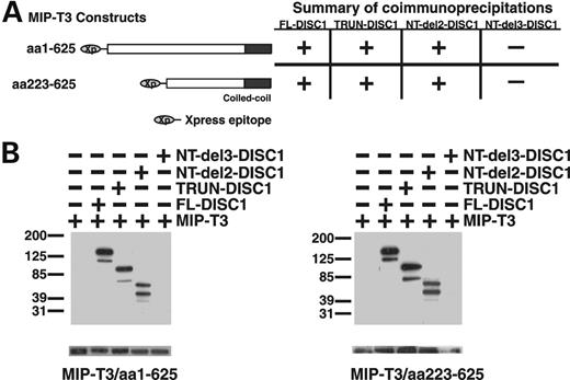Figure 5. (A) MIPT3 deletion constructs used in coimmunoprecipitation assays, and summary of their binding to DISC1 deletion constructs (described in Fig. 3A). (B) Results of coimmunoprecipitations in HEK293 cells. (C–S) DISC1's subcellular distribution is altered in the presence of MIP-TRAF3. SH-SY5Y human neuroblastoma cells were transiently transfected with DISC1-GFP and MIP-TRAF3-Xpress. DISC1-GFP protein is visualized in green, MIPT3 in red and α-tubulin in blue.