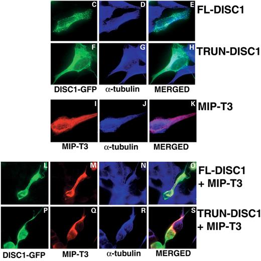 Figure 5. (A) MIPT3 deletion constructs used in coimmunoprecipitation assays, and summary of their binding to DISC1 deletion constructs (described in Fig. 3A). (B) Results of coimmunoprecipitations in HEK293 cells. (C–S) DISC1's subcellular distribution is altered in the presence of MIP-TRAF3. SH-SY5Y human neuroblastoma cells were transiently transfected with DISC1-GFP and MIP-TRAF3-Xpress. DISC1-GFP protein is visualized in green, MIPT3 in red and α-tubulin in blue.