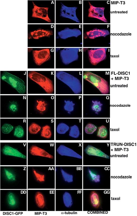 Figure 6. Both FL-DISC1 and TRUN-DISC1 bind to microtubules in the presence of MIPT3. (A–I) HeLa cells transiently transfected with MIPT3-Xpress alone were either untreated (A–C), treated with nocodazole (D–F) or treated with Taxol (G–I). (J–U) HeLa cells transiently cotransfected with FL-DISC1-GFP and MIPT3-Xpress were either untreated (J–M), treated with nocodazole (N–Q) or treated with taxol (R–U). (V–GG) HeLa cells transiently cotransfected with TRUN-DISC1-GFP and MIPT3-Xpress were either untreated (V–Y), treated with nocodazole (Z–CC) or treated with Taxol (DD–GG). DISC1-GFP protein is visualized in green, MIPT3 in red and α-tubulin in blue.