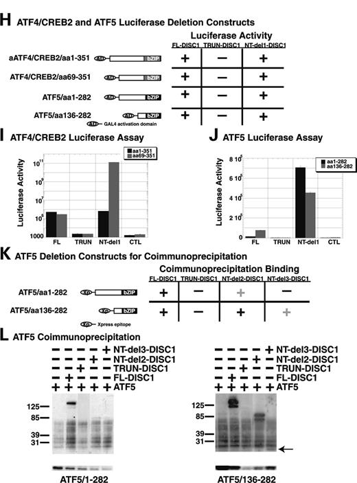 Figure 8. DISC1 interactions with ATF4 and ATF5. (A–G) FL-DISC1 or TRUN-DISC1 co-localizations with ATF5 in SH-SY5Y human neuroblastoma cells transiently transfected with DISC1-GFP and ATF5-Xpress. DISC1 protein is visualized in green, ATF5 in red, nuclei in blue. (H) ATF4 and ATF5 constructs used in luciferase assay, and summary of luciferase assay results with each construct. (I) ATF4 Luciferase assay results. (J) ATF5 Luciferase assay results. (K) ATF5 deletion expression constructs used in co-immunoprecipitation assays and a summary of their binding to DISC1 deletion constructs diagrammed in Figure 6A. (L) Results of coimmunoprecipitations in HEK293 cells.