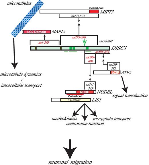 Figure 9. Summary of interactions between DISC1 and its binding partners, and proposed model for DISC1 effects on neuronal functions. For description, see text.