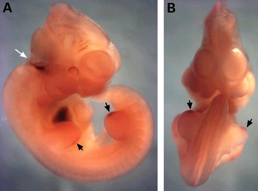 Figure 1. E10.5 transgenic embryo injected with Cos33S containing the Ssq insertion site and stained for HPAP expression. (A) Lateral view showing staining in rhombomere 4 (white arrow) and within the ZPA of the limb buds. (B) Dorsal side of the hindlimbs showing specific expression at posterior margin (black arrows).