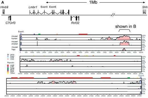 Figure 2. Interspecific sequence comparison of four vertebrate species for intron 5 of the Lmbr1 gene. (A) Schematic depiction of the genomic organization in mouse from Hlxb9 to Shh, reflecting the transcribed strand (taken from Ensembl and based on the mouse genome assemble V3). Exons 5 and 6 of Lmbr1 are labelled and below a sequence comparison of the intervening intronic DNA (intron 5) predicted by VISTA is depicted. Species used for the comparison (mouse, human, chick and Fugu rubripes) are shown along the left side of the VISTA plot. Annotation along the top shows position of exons and predicted genomic repeats. Mouse was used as the base sequence for all the comparisons and predicted regions of significant identity are shown (50% identity in windows of 100 bp appear on the plot and those above 75% are shaded pink). The conserved region aligned in (B) is bracketed. (B) Alignment of the highly conserved region from all four species. Nucleotides conserved within all four species are shaded black, while those conserved within only three species are shaded grey. The end of the cosmid (Cos33S) is marked with a green arrow. The ends of the 445 bp constructs (constructs ii and iv) are marked with red arrows, and the end of construct iii is indicated with a blue arrow. The locations of the single base pair changes identified in the human PPD families and in the Hx mouse are marked with magenta stars.