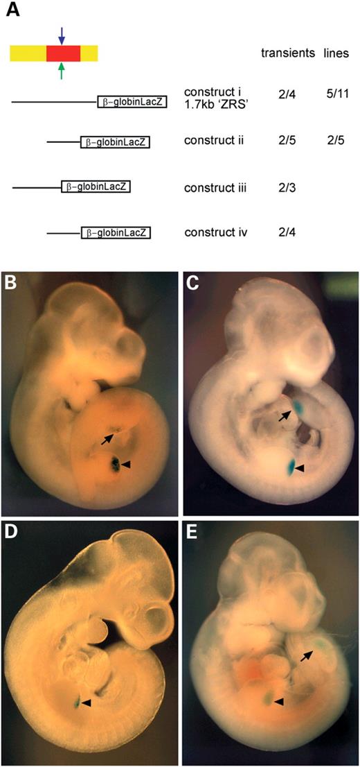 Figure 3. Summary of the constructs used to produce transgenic mice. (A) Schematic representation of the constructs used. The entire 1.7 kb ZRS is depicted by a yellow box, the 445 bp internal fragment by a red box, the end of the cosmid by a green arrow and the end of construct iii by the blue arrow. The region incorporated into each construct is depicted below. The table on the right depicts the number of G0 (transients) embryos and lines as a ratio of expressing/transgenic embryos. (B–E) show β-gal expression in E10.5 G0 embryos carrying (B) construct i, the 1.7 kb ZRS, (C) construct ii, the 445 bp mouse construct; (D) construct iii, the 305 bp fragment, and (E) construct iv, the 502 bp Fugu construct. Expression of the reporter gene in the posterior margin of the forelimbs indicated with arrowheads and hindlimbs with arrows.