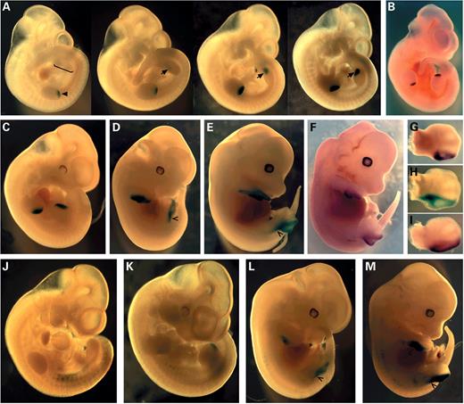 Figure 4. Analysis of spatio-temporal patterns in embryos from permanent transgenic lines. Embryos from lines carrying construct i (A–F, H and I) and construct ii (J–M). (A) Increasingly older embryos (from left to right, harvested at E10.5 and staged relative to each other by size of hindlimb bud) stained for β-gal expression show accurate activation of the transgene. The early hindlimb bud is indicated with a square bracket, hindlimb expression with an arrow and forelimb expression with an arrowhead. (B) Expression of Shh (by in situ hybridization at E10.5) for comparison. Later embryos at E11.5 (C) show β-gal expression comparable to Shh, whereas, embryos at E12.5 (D) and E13.5 (E) show persistence of β-gal staining. (F) lacZ mRNA in situ hybridisation on a transgenic littermate of (E) demonstrates that the transgene continues to be expressed. Forelimbs from E12.5 embryos are shown in (G and H). (G) A Ssq/+ mutant embryo stained for the HPAP reporter gene displays the posterior digital expression pattern. Expression from the transgene analysing for β-gal staining (H) and lacZ mRNA (I) shows that the transgene mRNA and HPAP staining are similar but that the protein perdures extending proximally down the shank. (J–M) β-gal staining in embryos carrying the 445 bp mouse construct ii at E10.5 (J), E11.5 (K), E12.5 (L) and E13.5 (M). Persistance of expression down the shank of the limb bud is indicated with an open arrowhead (D, E, L, M).
