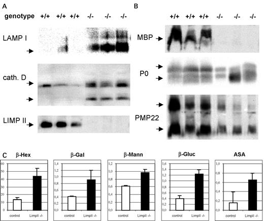 Figure 8. Increased expression and activation of lysosomal proteins