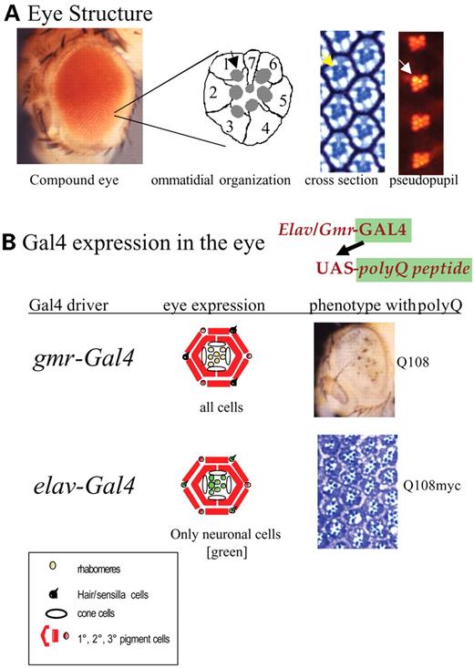 Figure 1. (A) Structure of the adult eye showing the external eye, a diagram of the structure of the photoreceptor cells in an ommatidium, and a section of an eye showing ommatidia in cross-section and by the pseudopupil technique. The rhabdomeres (arrows) can be seen in each panel. (B) Expression of polyQ peptides with the gmr-Gal4 and elav-Gal4 drivers. The phenotype obtained by expressing strongly cytotoxic polyQ peptides is shown. Note the external rough eye caused by expression with gmr-Gal4 and the degeneration of the non-neuronal pigment cells. Expression with elav-Gal4 gives no external phenotype but causes modest loss of photoreceptors when 48 Qs are expressed and significant loss of photoreceptor neurons when 108 Qs are expressed (see Fig. 2).