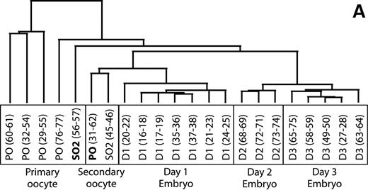 Figure 5. Cluster analysis of microarray samples and genes based upon their expression pattern. ( A ) The dendrogram was created by hierarchical clustering of the transcriptional profiles from the 22 samples representing the first 3 days of preimplantation development. Each sample was labeled by the type and identifying number of the microarray experiment initiated (see Supplementary Material for complete descriptions). The two oocytes that clustered differently than expected are bolded. ( B ) Cluster analysis of transcript profiles during preimplantation development. Columns represent separate microarray experiments, each comparing an individual primary oocyte with an individual oocyte or embryo (listed at the top). Each of the 1896 rows is a separate target (gene/EST) on the microarray that demonstrated at least a 4-fold change in expression and a false discovery rate of <1.0 percent using Significance Analysis of Microarrays. Normalized median intensity ratios are portrayed by color as shown in the key; red denotes gene activation and green denotes gene downregulation. Primary oocyte (PO), secondary oocyte metaphase II (SO2), day 1 (D1), day 2 (D2), and day 3 (D3) embryos; 5, 2, 7, 3, 5 are the number of arrays per group. The expression of each of the genes listed on the right border was verified in independent quantitative RT–PCR reactions.