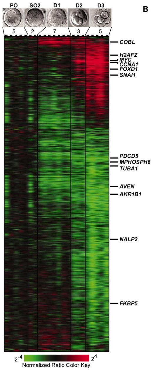 Figure 5. Cluster analysis of microarray samples and genes based upon their expression pattern. ( A ) The dendrogram was created by hierarchical clustering of the transcriptional profiles from the 22 samples representing the first 3 days of preimplantation development. Each sample was labeled by the type and identifying number of the microarray experiment initiated (see Supplementary Material for complete descriptions). The two oocytes that clustered differently than expected are bolded. ( B ) Cluster analysis of transcript profiles during preimplantation development. Columns represent separate microarray experiments, each comparing an individual primary oocyte with an individual oocyte or embryo (listed at the top). Each of the 1896 rows is a separate target (gene/EST) on the microarray that demonstrated at least a 4-fold change in expression and a false discovery rate of <1.0 percent using Significance Analysis of Microarrays. Normalized median intensity ratios are portrayed by color as shown in the key; red denotes gene activation and green denotes gene downregulation. Primary oocyte (PO), secondary oocyte metaphase II (SO2), day 1 (D1), day 2 (D2), and day 3 (D3) embryos; 5, 2, 7, 3, 5 are the number of arrays per group. The expression of each of the genes listed on the right border was verified in independent quantitative RT–PCR reactions.