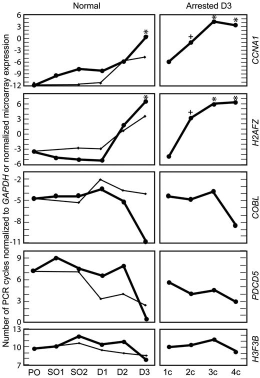 Figure 7. Quantitative RT–PCR analyses of normal and abnormal human oocytes and embryos. The microarray results were further validated and gene expression was demonstrated for normal and growth-arrested abnormal embryos. In the left, ‘normal’ panels, the average number of PCR cycles in oocytes and normally developing embryos relative to GAPDH is shown for CCNA1 , H2AFZ , COBL , PDCD5 and H3F3B (thick lines). For comparison, the pattern of expression as determined by the microarray is presented, relative to that found in the primary oocyte (thin line). In the right, ‘arrested D3’ panels, a similar analysis was performed in abnormal, growth-arrested embryos collected on day 3 of development. Both analyses were performed using four samples per group and at least two measurements per sample. Significant changes in expression by RT–PCR relative to the primary oocyte are marked (‘*’ Student's t -test or ‘+’ Student–Newman–Keuls, which is less conservative). Shown along the y -axis are average number of PCR cycles relative to GAPDH at each stage of development; primary oocyte (PO), secondary oocyte meiosis I (SO1), secondary oocyte meiosis II (SO2), day 1 embryo (D1), day 2 embryo (D2), day 3 embryo (D3), and day 3 embryos arrested at the one-cell (1c), two-cell (2c), three-cell (3c) and four-cell (4c) stages.