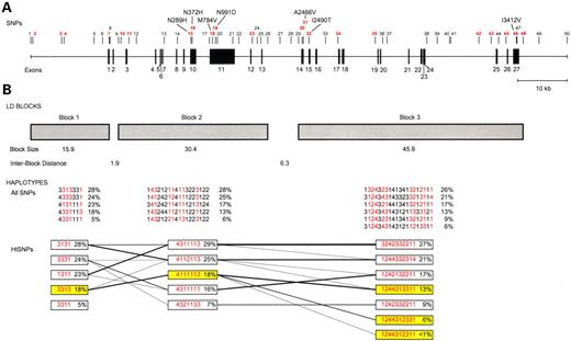 Figure 1. The genomic organization of BRCA2. (A) The 50 SNPs used in the haplotype analysis. SNP location is based on the July 2003 genome assembly of chromosome 13 (contig NT_024524.396, http://genome.ucsc.edu). htSNPs for each block are indicated in red. (B) LD block and haplotype patterns across BRCA2. Presented are the common haplotypes (≥5%) estimated using all SNPs among all ethnic groups combined. htSNP haplotypes highlighted in yellow indicate the risk-associated haplotypes in each block. The lines between blocks link haplotypes that are transmitted across the blocks. The numbers for each SNP correspond to the nucleotide at that position (1, A; 2, C; 3, G; 4, T).