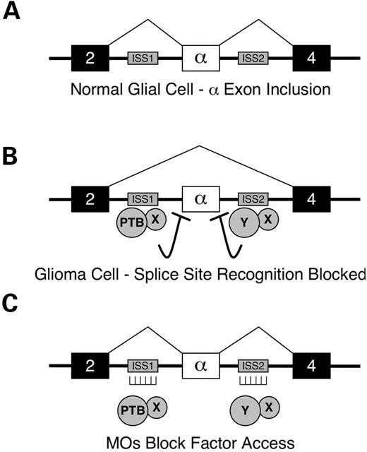 Figure 1. Model for antisense RNA MO-mediated correction of FGFR1 α-exon splicing in human glioblastoma cells. (A) In normal glial cells, exon 3 (the α-exon) of the FGFR1 gene is included during RNA splicing. Exons are represented by large boxes, introns by thick lines, RNA splicing pathways by thin lines. (B) The trans-acting factor PTB is overexpressed in glioma cells and along with another unknown inhibitor(s) (X, Y), and mediates α-exon exclusion through binding of flanking ISS elements (small grey boxes). (C) Antisense RNA MOs hybridized to the ISS elements block the binding of trans-acting factors, thereby allowing α-exon inclusion.