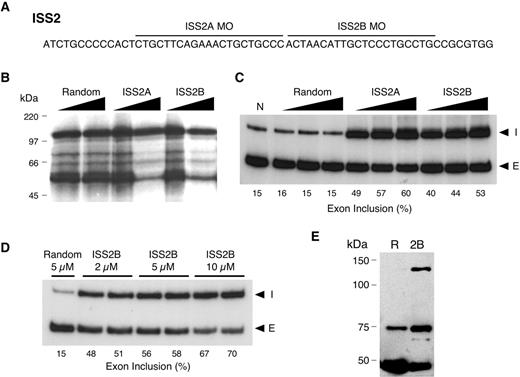 Figure 3. Targeting the ISS2 element with antisense MOs in SNB-19 cells. (A) Sequence of the ISS2 element and the targeting positions of the two MOs used. (B) UV cross-linking assay was used to assess the ability of each MO to block association of SNB-19 cell nuclear extract proteins with the ISS2 element. Random, ISS2A and ISS2B MOs were added at transcript-to-MO ratios of 1 : 1 and 1 : 5. (C) RT–PCR analysis of endogenous FGFR1 α-exon splicing in vivo. SNB-19 cells were scrape-loaded in the absence (N) or presence of increasing concentrations (0.5, 1 and 2 µM) of random, ISS2A or ISS2B MO. (I) α-exon inclusion; (E) α-exon exclusion. (D) Same as (C) except for MO concentrations. (E) Western blot analysis using an FGFR1-specific antibody after treatment of SNB-19 cells with 5 µM of random (R) or ISS2B (2B) MO. The appearance of an ∼145 kDa immunoreactive band is consistent with the expected size of the full-length receptor. The ∼55 and ∼80 kDa represent truncated FGFR1 isoforms.