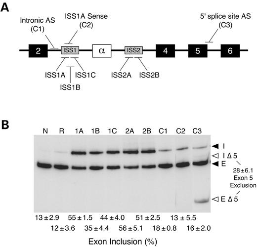 Figure 4. Enhanced α-exon inclusion requires specific antisense MO targeting in SNB-19 cells. (A) Relative positions of the ISS antisense MOs, control MOs: intronic antisense (C1), ISS1A sense (C2) and 5′ splice site antisense (C3). The C1 MO targets the sequence ∼100 nt upstream of ISS1. (B) RT–PCR analysis of endogenous FGFR1 α-exon splicing in vivo. SNB-19 cells were scrape-loaded in the absence (N) or presence of random (R), ISS1 (1A–1C), ISS2 (2A, 2B) or control (C1–C3) MOs. The level of α-exon inclusion is presented below the gel. The level of exon 5 exclusion is indicated to the right of the gel. All values represent the mean±standard deviation of three independent experiments. I, α-exon inclusion; IΔ5, α-exon inclusion product lacking exon 5; E, α-exon exclusion; EΔ5, α-exon exclusion product lacking exon 5.
