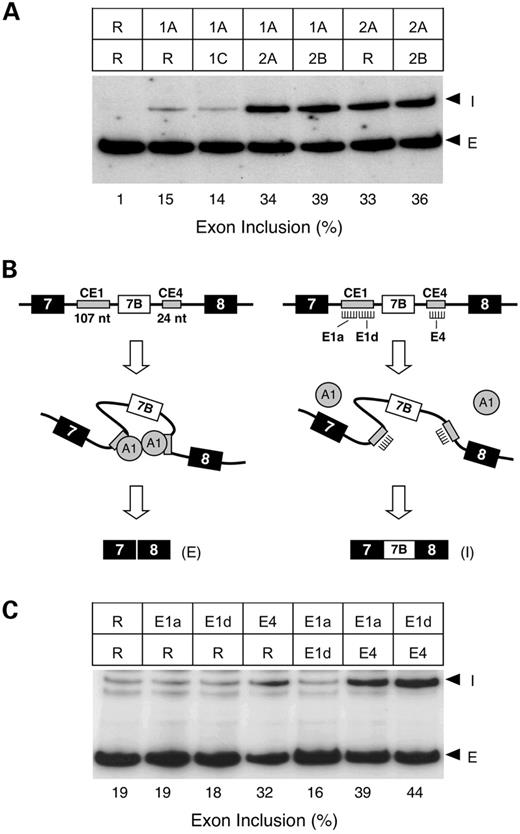 Figure 6. Antisense MO treatment supports an exon ‘looping’ model. (A) RT–PCR analysis of endogenous FGFR1 α-exon splicing in vivo. SNB-19 cells were scraped in the presence of various combinations of 0.5 µM random (R), ISS1 and ISS2 MOs. The random only contains a final concentration of 1 µM MO. (I) α-exon inclusion; (E) α-exon exclusion. (B) The exon ‘looping out’ model proposed for regulation of mouse hnRNP A1 exon 7B exclusion, which involves the binding of A1 protein to intronic ISS elements, CE1 and CE4 and the dimerization of A1 protein. Left: no MO treatment. Right: treatment with CE4 MO. (C) RT–PCR analysis of hnRNP A1 exon 7B splicing in RNA isolated from human cervical carcinoma (HeLa) cells treated in vivo with various combinations of 5 µM random (R), CE1a antisense (E1a), CE1d antisense (E1a) and CE4 antisense (E4) MOs. The random only lane contains a final concentration of 10 µM MO. I, exon 7B inclusion; E, exon 7B exclusion.