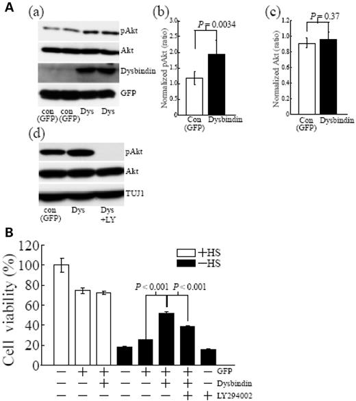 Figure 2. Dysbindin protects cortical neurons through PI3-kinase-Akt signaling. (A) (a) The activation of PI3-kinase pathway in dysbindin-overexpressing cultures. Cortical cultures after DIV4 were treated with viral infection of GFP (Con) or with viral infection of GFP and dysbindin (Dys) for 48 h. (b, c) Quantification of the immunoreactivity of pAkt and total Akt proteins. Data represent mean±SD of the immunoreactivity from four independent experiments. (d) The inhibitory effect of LY294002 on activation of Akt. Cortical cultures at DIV4 were treated with viral infection of GFP (Con), with viral infection of GFP and dysbindin (Dys) or with viral infection of GFP and dysbindin in the presence of LY294002 (1.0 µm) (Dys+LY) for 48 h. Cortical cultures were harvested at DIV6 for western blotting for pAkt, Akt, dysbindin, GFP or TUJ1. The immunoblots shown are representative of four independent experiments. (B) Neuroprotective effects of dysbindin against serum deprivation. Cortical cultures after DIV4 were treated with viral infection of GFP (Con), with viral infection of GFP and dysbindin (Dysbindin) or with LY294002 (1.0 µm) for 48 h. Deprivation of horse serum (HS) at DIV5 24 h after viral infection is indicated as −HS. Cell viability was determined using the MTT assay at DIV6 48 h after the viral infection and/or 24 h after HS deprivation. Data represent mean±SD (n=8).