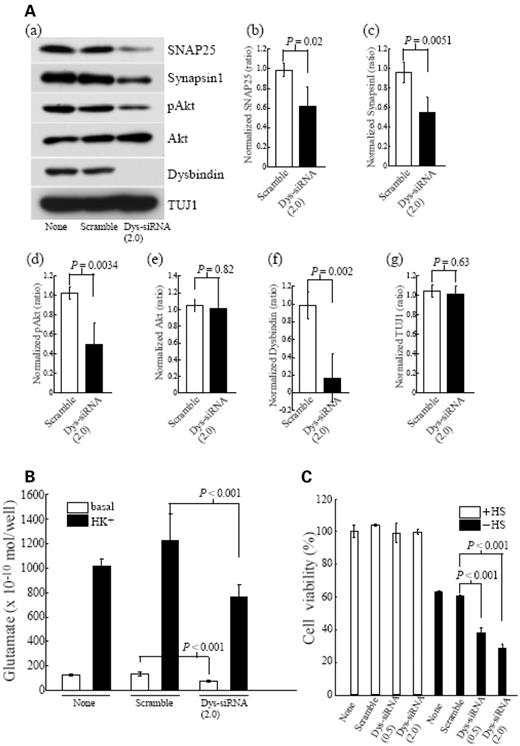 Figure 3. siRNA inhibition of endogenous dysbindin protein modulates protein expression, glutamate release and cell viability. (A) (a) Suppression of the pre-synaptic proteins and the phosphorylation of Akt in dysbindin-siRNA-transfected cultures. Cortical cultures after DIV4 were treated with siRNA for dysbindin (dys-siRNA; 2 mg/ml) or control (scramble; 2 mg/ml) for 72 h. Cortical cultures were harvested at DIV7 for western blotting for SNAP25, Synapsin I, pAkt, Akt, dysbindin or TUJ1. The immunoblots shown are representative of four independent experiments. (b–g) Quantification of the immunoreactivity of SNAP25, synapsin I, pAkt, total Akt, dysbindin and TUJ1. Data represent mean±SD of the immunoreactivity from four independent experiments. (B) The reduced glutamate release in dysbindin-siRNA-transfected cultures. Cortical cultures were prepared without transfection (None), with transfection of control siRNA (Scramble; 2 mg/ml) or with transfection of siRNA for dysbindin (dys-siRNA; 2 mg/ml) at DIV4. Basal or HK+ (50 mm KCl)-evoked release of glutamate was measured at DIV7 (after 72 h from transfection). Data represent the mean±SD (n=6). (C) Facilitation of neuronal death after serum deprivation by dysbindin-siRNA transfection. Cortical cultures after DIV4 were treated without transfection (None), with transfection of control siRNA (Scramble; 0.5 or 2 mg/ml) or with transfection of siRNA for dysbindin (dys-siRNA; 0.5 or 2 mg/ml) for 72 h. Deprivation of horse serum (HS) at DIV6 48 h after transfection is indicated as −HS. Cell viability was determined using the MTT assay at DIV7 72 h after the transfection and/or 24 h after HS deprivation. Data represent mean±SD (n=8).