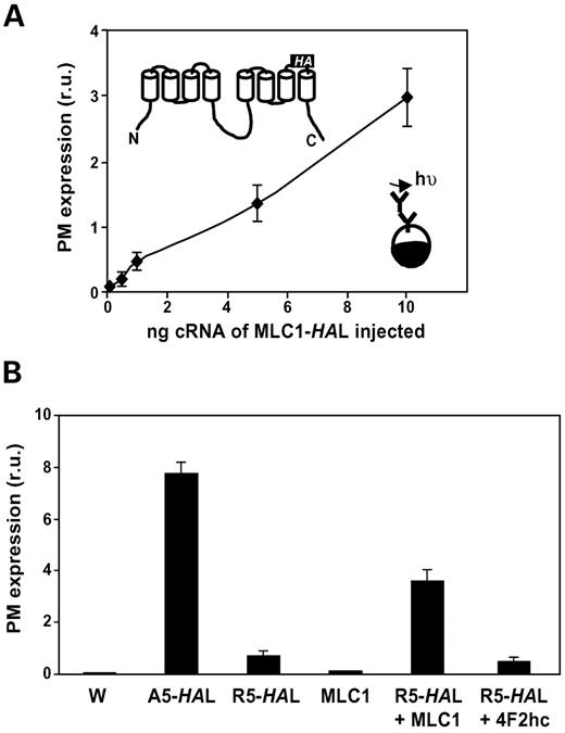 Figure 2. Oligomerization studies of MLC1. (A) Dose-response of MLC1-HAL (containing an HA epitope tag in a predicted extracellular loop, see inset for location of this tag) cRNA injected in Xenopus oocytes and plasma membrane expression. This was quantified using antibody-mediated detection of the extracellular expressed epitope (inset for overview of the method) and subsequent luminometric detection. In the experiment shown here the signal of uninjected oocytes was 42±4 (n=9) and the signal of oocytes injected with 0.1 or 10 ng of MLC1-HAL was 126±16 (n=13) and 3022±433 (n=15), respectively. (B) The trap assay confirms that MLC1 oligomerizes in vivo. Expression of R5-HAL (MLC1 with an HA tag inserted in a extracellular loop and a retention signal, five consecutive arginines, in the N-terminal region) reduced plasma membrane expression, compared with wild-type MLC1 or A5-HAL (MLC1 with an HA tag in a extracellular loop containing five alanines in the N-terminal region). Expression of MLC1 without any tag gave the same signal as uninjected oocytes, but increased the plasma membrane expression of R5-HAL. Oligomerization may mask the retention signal, bringing more R5-HAL to the plasma membrane. Co-expression with an unrelated protein (4F2hc) did not rescue the retention of R5-HAL, indicating that the surface expression detected in the co-expression of R5-HAL with MLC1 without any HA tag, was not due to an overflow of proteins. When not visible, errors are smaller than symbols. Three other independent experiments gave similar results.