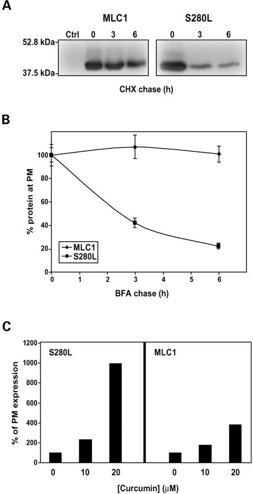 Figure 7. Decreased stability of MLC1 caused by mutation S280L. (A) Transfected HeLa cells with MLC1 or S280L MLC1 containing HA tags were incubated 24 h after transfection with the protein synthesis inhibitor cycloheximide (5 µg/ml) for the times indicated (0, 3 and 6 h). Cells were harvested, solubilized and processed by western blot against the HA epitope. The exposure time for the S280L mutation was higher than the wild-type MLC1, in order to show clearly the decrease after the incubation with cycloheximide in the S280L mutation. Another independent experiment gave similar results (B) 24 h after transfection, cells were incubated with Brefeldin A (5 µg/ml), which disassembles the Golgi complex. At a range of time points, cells were washed and fixed. Plasma membrane levels were then determined using a luminescence-based method. The signal was normalized to the value at time 0 for each of the groups (wild-type or S280L). The result is a representative experiment of two independent experiments. (C) Transfected wild-type or S280L HeLa cells were treated 24 h after transfection with curcumin (10 or 20 µm) for 16 h. Cells were detached and plasma membrane expression was measured by flow cytometry. 12 000 cells were studied in every experiment. Data was analyzed using WinMDI2.8. The result is a typical experiment (n=2) showing the percentage of mean PE fluorescence corrected by the signal without curcumin addition. The augment in surface expression of S280L-MLC1 after treatment with curcumin is much higher that the one seen in wild-type MLC1.