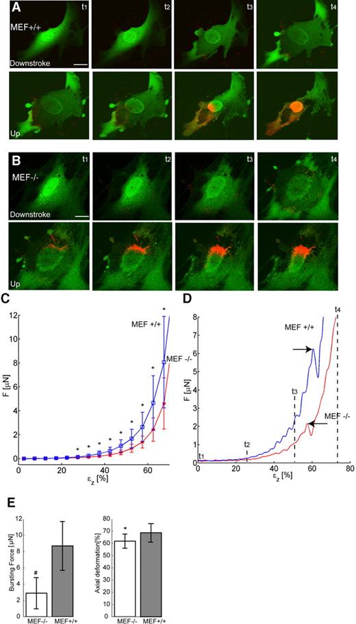 Figure 2. Confocal image and force recordings of cellular deformation during the compression routine. (A) Confocal images of a characteristic MEF+/+ cell, stained with Cell Tracker green and propidium iodide (PI) during compression and subsequent relaxation. The influx of PI into the cell starts immediately after cellular rupture and rapidly concentrates at the nuclear DNA. (B) Idem for a MEF−/− cell. Note the presence of large strands of DNA protruding from the damaged nucleus into the cytoplasm after compression. (C) Plot of compression force versus axial deformation of MEF+/+ and MEF−/− cells. Asterisks indicate the statistically significant differences between both cell types. Average of n=36 (MEF+/+) and n=31 (MEF−/−). (D) Force plots of MEF+/+ cell from (A) and of MEF−/− cell from (B), showing the difference in bursting force for both cell types (arrows). t1–t4 correspond to time points t1–t4 in (A) and (B). (E) Bursting force plots showing average force needed to induce cellular bursting and corresponding axial deformation at which cellular bursting took place. Statistically significant differences were noted between MEF+/+ and MEF−/− cells, both for force needed (# denotes P<0.001, Student's t-test) and axial deformation (* denotes P<0.05, Student's t-test). Bar represents 20 µm in all figures.