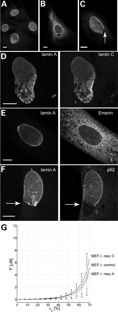 Figure 3. Rescue experiment of MEF−/− cells using lamin A–GFP and lamin C cDNA in pcDNA3. (A and B) Immunofluorescence patterns of untransfected MEF+/+ (A) and MEF−/− cells (B) showing the pronounced difference in emerin localization. Note that a MEF−/− cell shows mainly endoplasmic reticulum staining, next to some fluorescent signal at the nuclear membrane (B), whereas in the MEF+/+ cell, emerin is exclusively localized at the nuclear membrane (A). (C) p62 is unevenly distributed in a small percentage (3–5%) of untransfected MEF−/− cells, being absent at the lower part of the nucleus (arrow). (D) Fluorescence of a MEF−/− cell co-transfected with lamin A–GFP (left) and lamin C cDNA (right). Although both lamins are present in the nucleus, the nuclear shape of this cell still shows abnormalities characteristic of MEF−/− cells, even 6 days after transfection. (E) lamin A–GFP fluorescence (left) and emerin immunostaining (right) showing that in the lamin A rescued cell, emerin is not relocalized to the nuclear membrane but is still distributed throughout the endoplasmic reticulum. (F) lamin A–GFP fluorescence (left) and p62 immunostaining (right). In this cell, transfected with lamin A–GFP (left), nuclear pore complexes visualized by the p62 antibody (right) are still confined to the lamin-containing part of the nuclear membrane, and absent from areas devoid of lamin A (arrow). (G) Force versus axial deformation curves of MEF−/− cells and cells rescued with either lamin A–GFP or lamin C-GFP. No significant differences between different MEF−/− cells and rescued cells are seen. Bar represents 10 µm in all figures.
