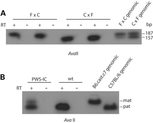 Figure 4. Residual gene expression is biallelic in PWS-IC+/del pups. RT–PCR was performed on total brain RNA and parental alleles were distinguished by AvaII digestion, which cuts the M. musculus domesticus (FVB/NJ and C57BL/6J) allele twice and the M. musculus castaneus (B6.CAST.c7) allele once. The products detected are 187 bp (castaneus) and 157 bp (domesticus). (A) Analysis of Ndn expression in reciprocal crosses between wild-type FVB/NJ (F) and B6.CAST.c7 (C) mice shows that expression is always from the paternally inherited chromosome (paternal strain is listed second). (B) Analysis of Ndn expression in crosses between B6.CAST.c7 females and heterozygous PWS-ICdel males shows that in wild-type offspring expression is paternal in origin, but in PWS-IC+/del offspring expression occurs from both paternal and maternal alleles. The PWS-IC+/del lane contains 10 times more input RNA and a 10-fold greater exposure time than the wt lane.
