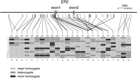 Figure 1. SNP location in EP2 gene and subgrouping for screening. Locations of 77 SNPs in the genomic region from 35 kb upstream of exon 1 to 43 kb downstream of exon 2 are depicted. The 77 SNPs were categorized into 12 groups on the basis of the rule of perfect matching of genotypes with 12 individuals (SNP-group is connected by line). SNPs <5% of minor allele frequency were not subgrouped. In the block table, light gray box shows homozygote for major allele, mid-gray box heterozygote and dark gray box homozygote for minor allele. The numbers of SNPs belonging to each group are shown under the block tables.