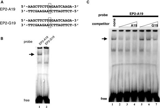 Figure 4. EMSA with ologonucleotide containing A allele or G allele of uS5. (A) Double-stranded oligonucleotide probes (EP2-A19 and EP2-G19) labeled with digoxigenin for EMSA are shown. (B) Nuclear extract from HeLa cells was incubated with EP2-A19 or EP2-G19 probes. Arrowhead points to specific binding. (C) Specific interaction with EP2-A19 competed with various amounts of non-labeled EP2-A19 or EP2-G19 competitor (6.25-, 12.5- and 25-fold from left to right).