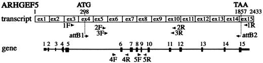 Figure 1. Schematic representation of the localization of ARHGEF5/TIM primers derived from the transcript and the gene. Primers are represented by arrow heads. Exons 1–15 are numbered and represented by black boxes in the gene. Initiation and stop codons are indicated.