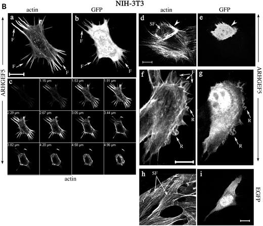 Figure 7. Actin reorganization induced by ARHGEF5-GFP protein expression. COS-7 (A) and NIH-3T3 cells (B) were transfected with plasmids encoding ARHGEF5-GFP (A, a–d; B, a–g) or EGFP (A, e–g; B, h and i) proteins. Cells were fixed, permeabilized, stained with TRITC-conjugated phalloidin and observed under confocal microscopy. Selected slices are shown in separate staining and as merged images (A, c, d and g). (A) Panel (d) represents a magnification of a delimited area (rectangle) of the cell shown in (c). Arrows indicate dorsal ruffles with colocalized ARHGEF5-GFP (d). (B) Panel (c) represents selected TRITC-phalloidin stained sections of the cell in (a). Filopodia, membrane ruffles and stress fibers are indicated by arrows designated by F (a and f), R (f), SF (a, d and h), respectively; arrowheads show a cortical actin condensation (d); colocalized ARHGEF5/TIM in these structures is shown by identical symbols (b, e and g). For each panel, cells shown are representative of more than 100 observed cells. Bar, 10 µm.