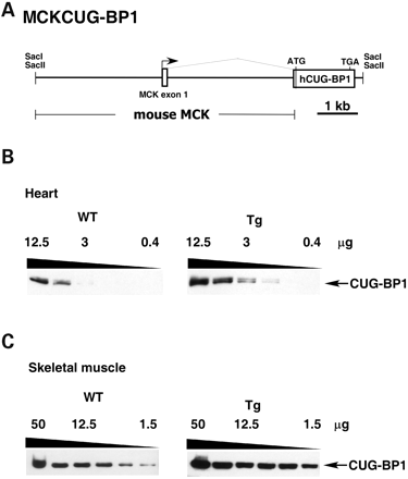 Figure 1. Expression of the MCKCUG-BP1 transgene containing human CUG-BP1. (A) The MCKCUG-BP1 transgene construct contains the mouse muscle creatine kinase promoter and an N-terminal FLAG-tagged version of human CUG-BP1. (B) Western blot analysis of CUG-BP1 expression in neonatal heart tissue from non-transgenic (WT) and transgenic (Tg) mice. The HRP-conjugated 3B1 monoclonal Ab detects both human and mouse CUG-BP1 in (B) and (C). Serial dilutions of protein extract from 12.5 to 0.39 µg were analyzed to compare relative levels of expression. (C) Western blot analysis of CUG-BP1 expression in skeletal muscle of neonatal non-transgenic (WT) and transgenic mice (Tg). Serial 1:2 dilutions of protein extract from 50 to 1.5 µg were analyzed to compare relative levels of expression.