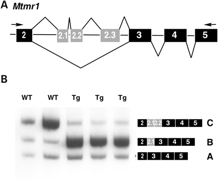 Figure 4. MCKCUG-BP1 mice display an altered Mtmr1 splicing pattern in heart. (A) Diagram of RT–PCR of Mtmr1. Forward and reverse PCR primers anneal to exons 2 and 5 (black), respectively. The resulting RT–PCR product detects the inclusion/exclusion of the alternative exons 2.1, 2.2 and 2.3 (gray). (B) RT–PCR analysis of Mtmr1 in mouse heart. Transgenic mice display increased expression the B isoform when compared with wild-type littermates. Exon inclusion was assayed by RT–PCR. Each lane represents an individual mouse.