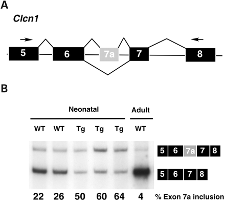Figure 6. MCKCUG-BP1 mice display an altered Clcn1 splicing pattern in skeletal muscle. (A) Diagram of RT–PCR of Clcn1. Forward and reverse PCR primers anneal to exons 5 and 8 (black), respectively. The resulting RT–PCR product detects the inclusion/exclusion of the fetal exon 7a (gray). (B) RT–PCR analysis of Clcn1 in mouse skeletal muscle. Transgenic mice display increased inclusion of the fetal exon 7a when compared with wild-type littermates. Adult mice express predominantly Clcn1 mRNA lacking exon 7a (last lane). Exon inclusion was assayed by RT–PCR. The percent exon inclusion was calculated as [(mRNA+exon 7a)/(mRNA−exon 7a+mRNA+exon 7a)]×100. Each lane represents an individual mouse.