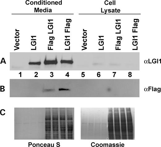 Figure 2. LGI proteins are secreted from 293T cells. Conditioned media were collected and the cells were lysed. Conditioned media samples were equalized to each other on the basis of total protein concentration, as were cell lysate samples, and then equivalent volume proportions of conditioned media and cell lysate were loaded. LGI1 secretion is shown by (A) LGI1 immunoblot and (B) Flag M2 immunoblot. (C) Ponceau S and Coomassie staining are shown to demonstrate equal protein concentration among conditioned media samples and among cell lysate samples.