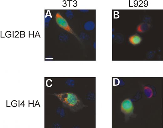 Figure 5. Intracellular localization of LGI2B-HA and LGI4-HA. HA epitope tagged proteins are visualized with anti-HA primary antibody and Texas Red secondary antisera (red), transfected cells (green) are visualized by GFP expression plasmid, and DAPI is used to identify nuclei (blue). (A) 3T3 cells transfected with LGI2B HA plasmid; (B) L929 cells transfected with LGI2B HA plasmid; (C) 3T3 cells transfected with LGI4 HA plasmid and (D) L929 cells transfected with LGI4-HA plasmid.