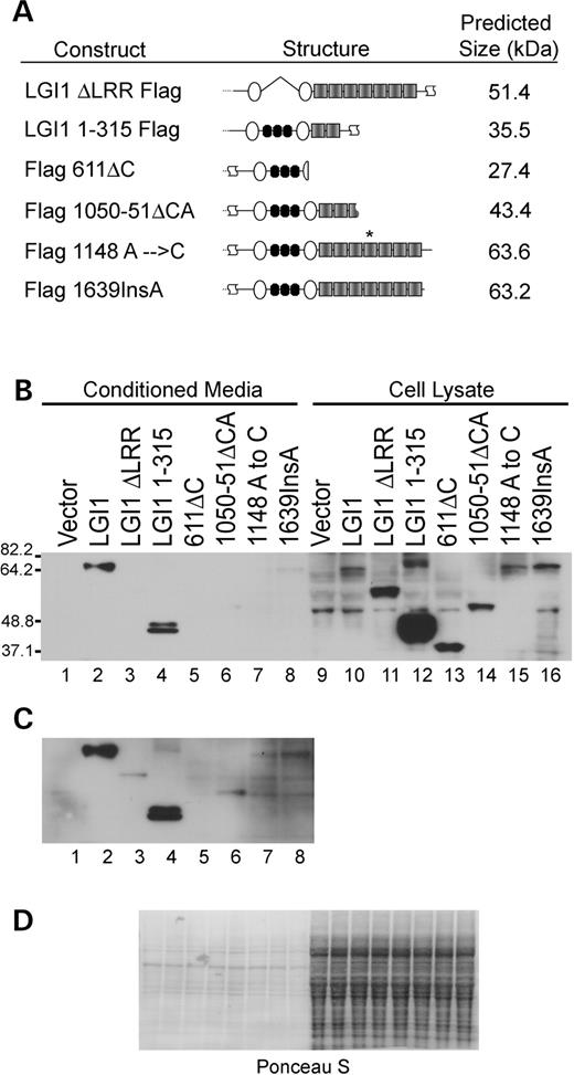 Figure 6. Mutations in LGI1 inhibit secretion and alter stability. (A) Schematic representation of LGI1 mutants and position of mutations. (B) Normal exposure of Flag immunoblot with the indicated transfections. (C) Long exposure of conditioned media samples to reveal low levels of secretion of several of the mutants. (D) Ponceau S staining is shown to demonstrate that all conditioned media samples were loaded equally and that all cell lysate samples were loaded similar to each other. Conditioned media samples were equalized to each other on the basis of total protein concentration, as were cell lysate samples, and then equivalent volume proportions of conditioned media and cell lysate were loaded.