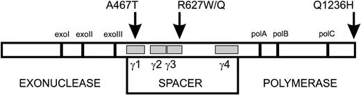 Figure 1. Diagram of POLGα structure indicating the detected patient mutations. POLGα primary sequence of 1239 amino acids is depicted as an open box. Vertical bars represent highly conserved exonuclease and polymerase motifs in the family-A polymerases. The gray boxes indicate the location of the four conserved spacer-region blocks γ1–γ4 (within amino acid boundaries 444–820). The substitutions studied in this report are indicated above the box by arrows.